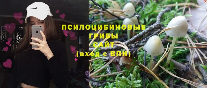 купить  сайты  Гусев  Галлюциногенные грибы Magic Shrooms 